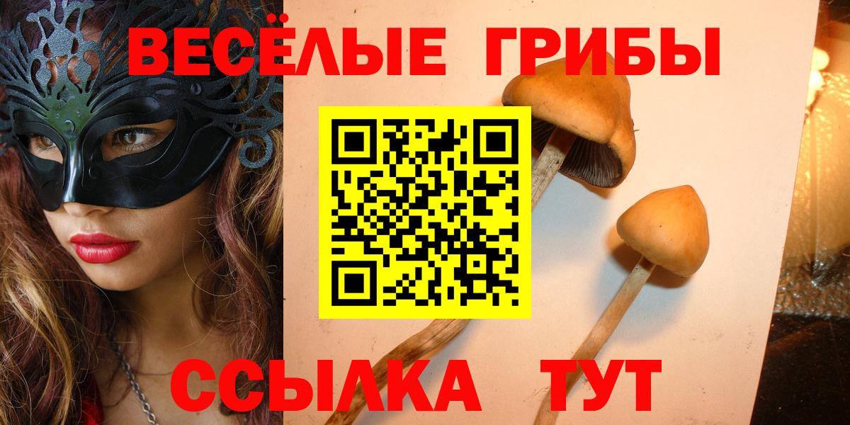 Псилоцибиновые грибы мицелий Новоалтайск